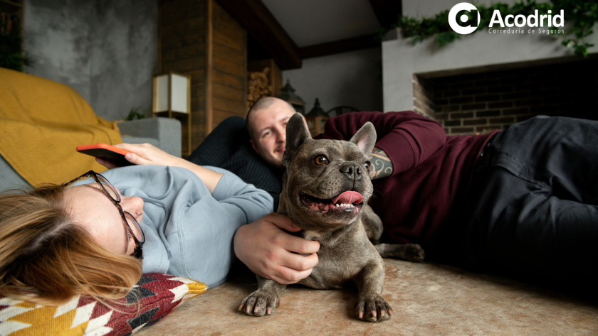 Mascota y como afecta al seguro del hogar
