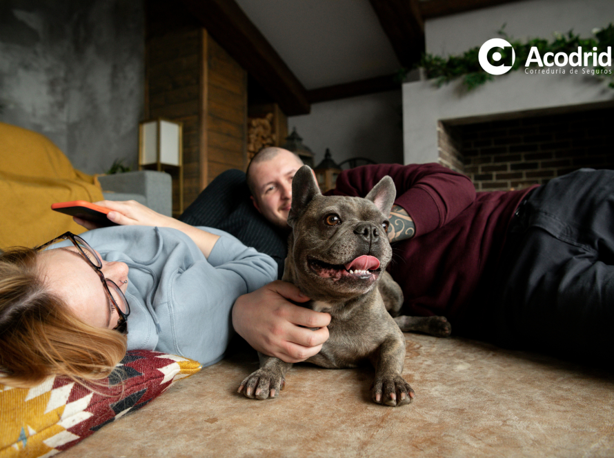 Mascota y como afecta al seguro del hogar